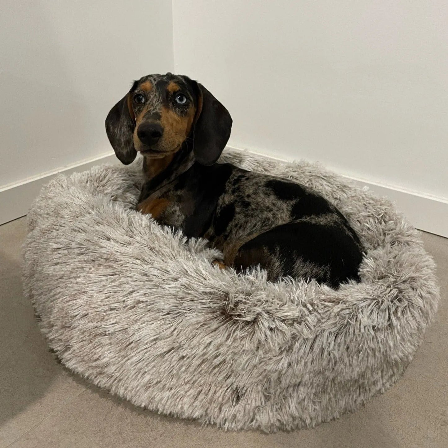 Fluffy Dachshund Bed The Doxie World