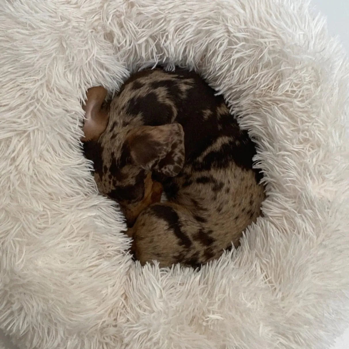 Fluffy Dachshund Bed The Doxie World