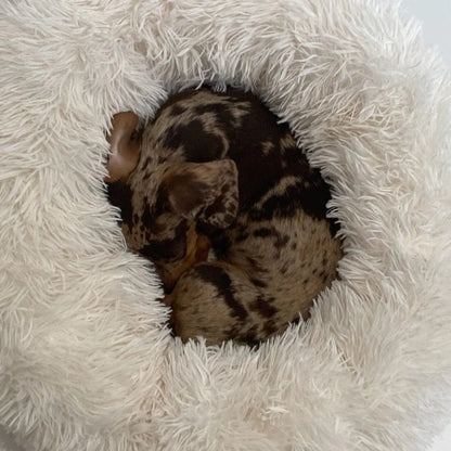 Fluffy Dachshund Bed The Doxie World