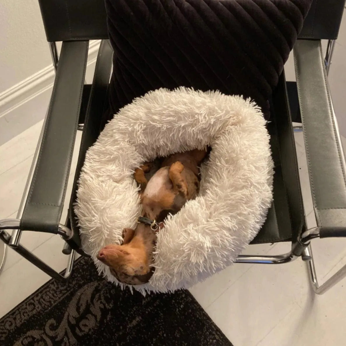 Fluffy Dachshund Bed The Doxie World