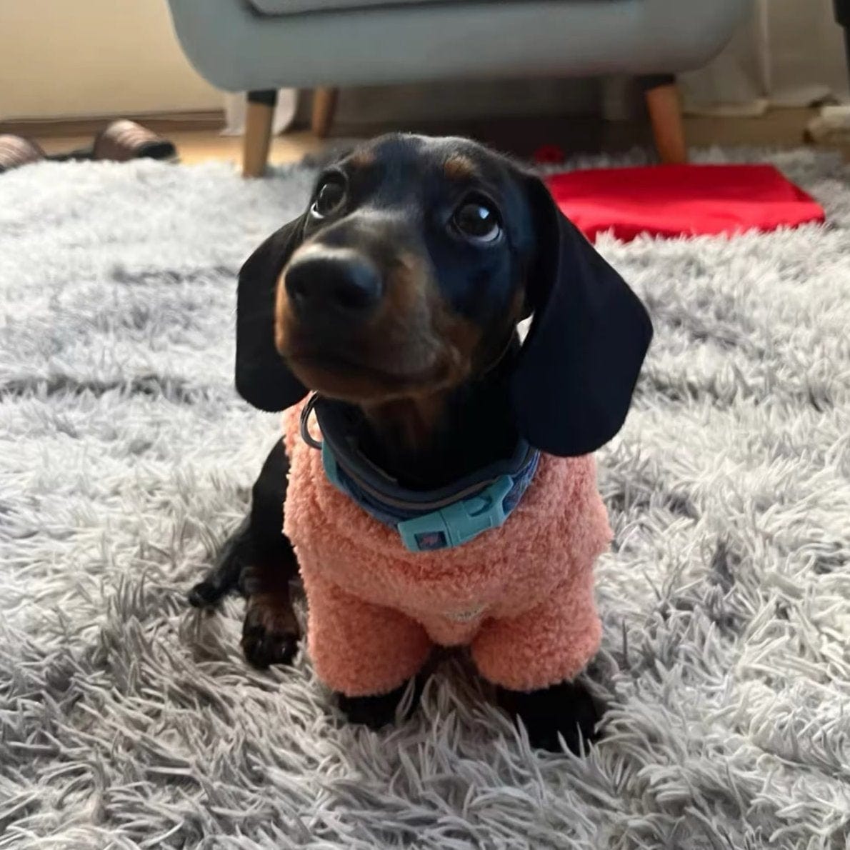 Fuzzy Dachshund Sweater The Doxie World