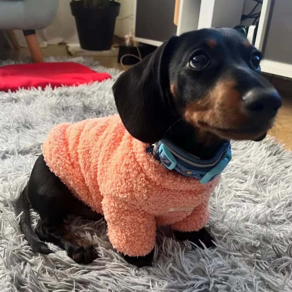 Fuzzy Dachshund Sweater The Doxie World