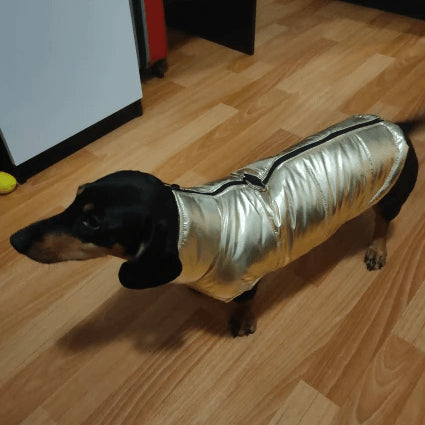 Glossy Waterproof Dachshund Jacket The Doxie World