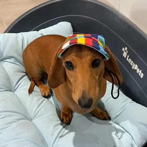 Graphic Baseball Dachshund Hat A Stripe / S The Doxie World