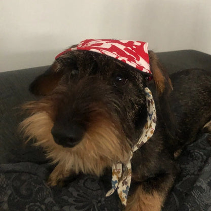 Graphic Baseball Dachshund Hat C Red letter / S The Doxie World