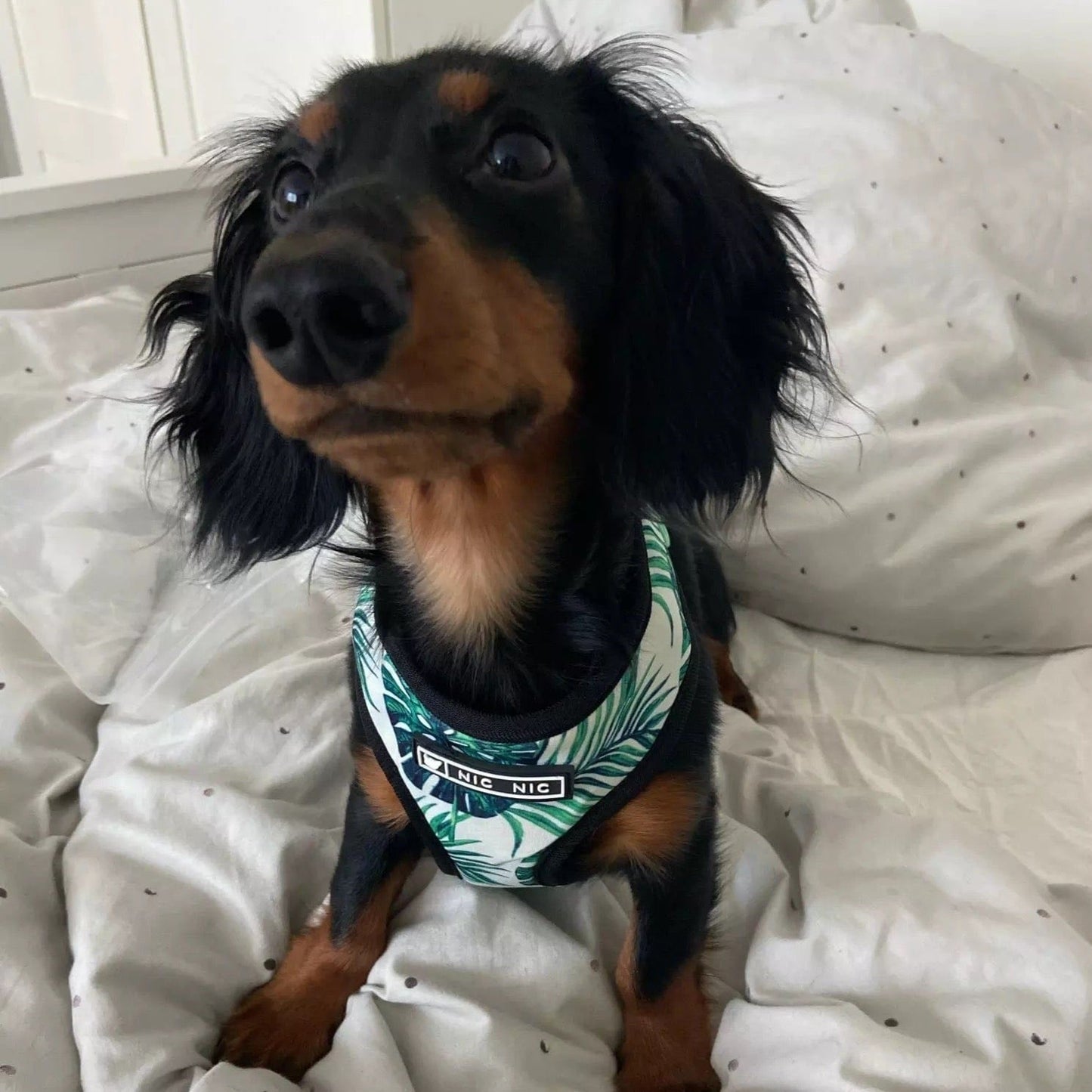 Graphic Dachshund Harness and Leash Set The Doxie World