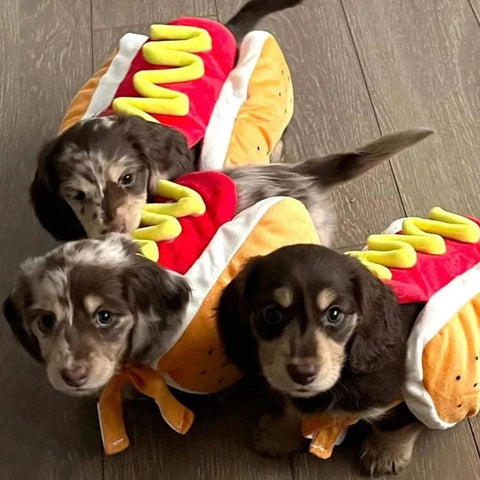 Hot Dog Dachshund Costume The Doxie World