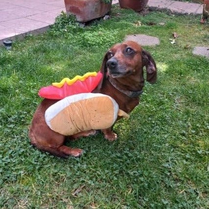 Dachshund dressed outlet as hot dog