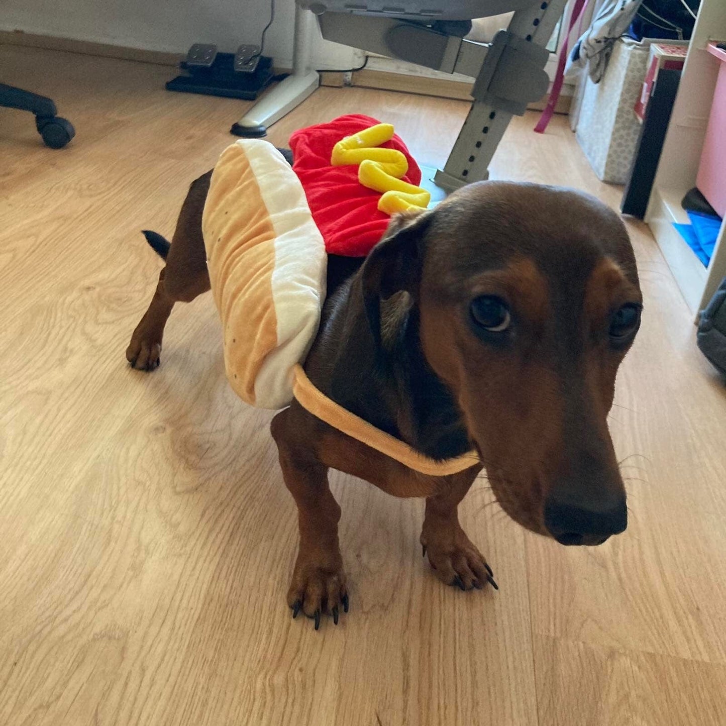 Hot Dog Dachshund Costume S - Back Length: 7.87" (20 cm) Chest: 15"-16" (40 cm) The Doxie World