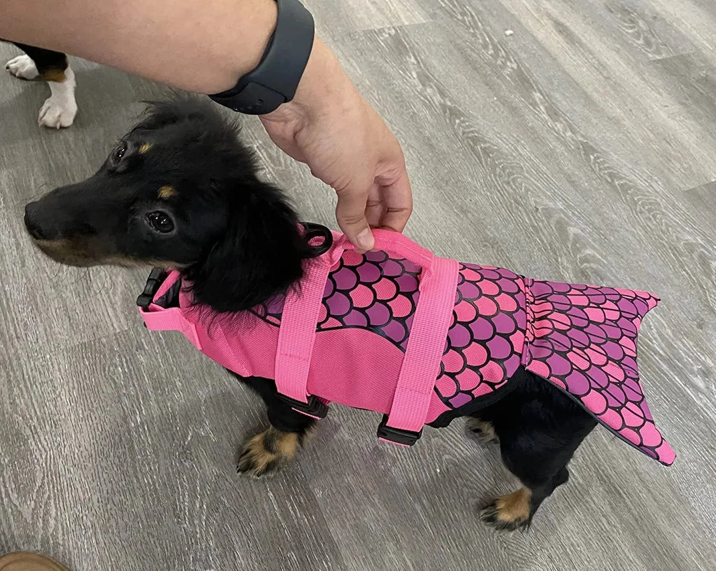 Mermaid Dachshund Life Jacket The Doxie World