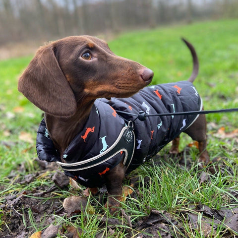 Milo Dachshund Jacket Blue / L thedoxieworld