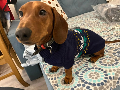 Navy Sausage Dog Sweater Navy Leaf / 6 The Doxie World