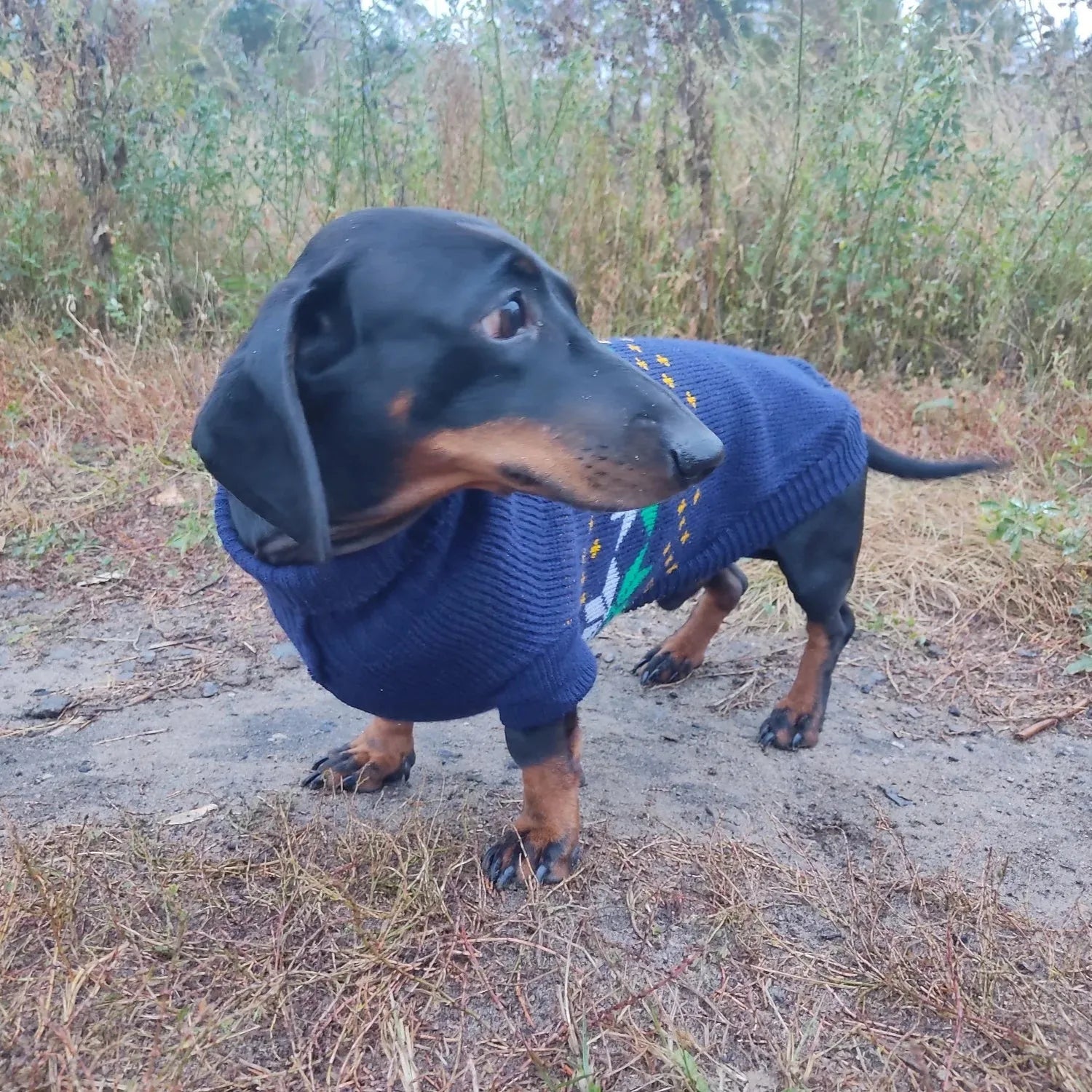 Navy Sausage Dog Sweater The Doxie World