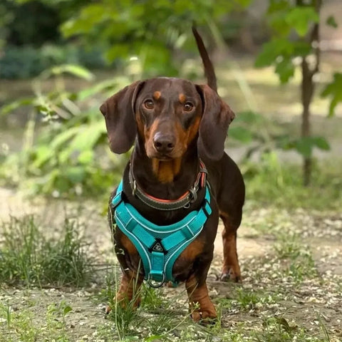 No-pull Dachshund Harness and Leash Turquoise / S The Doxie World