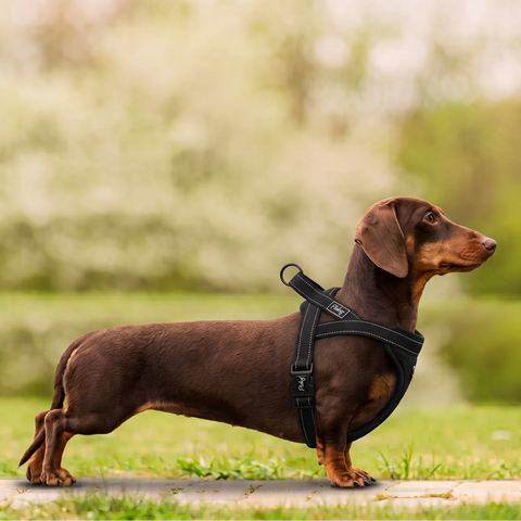 A dachshund wearing a black harness.