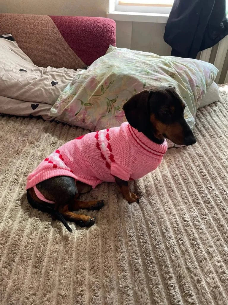 Pink Sweater for Wiener Dogs The Doxie World