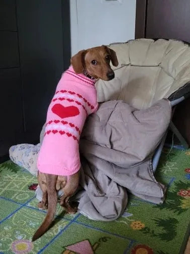 Pink Sweater for Wiener Dogs The Doxie World