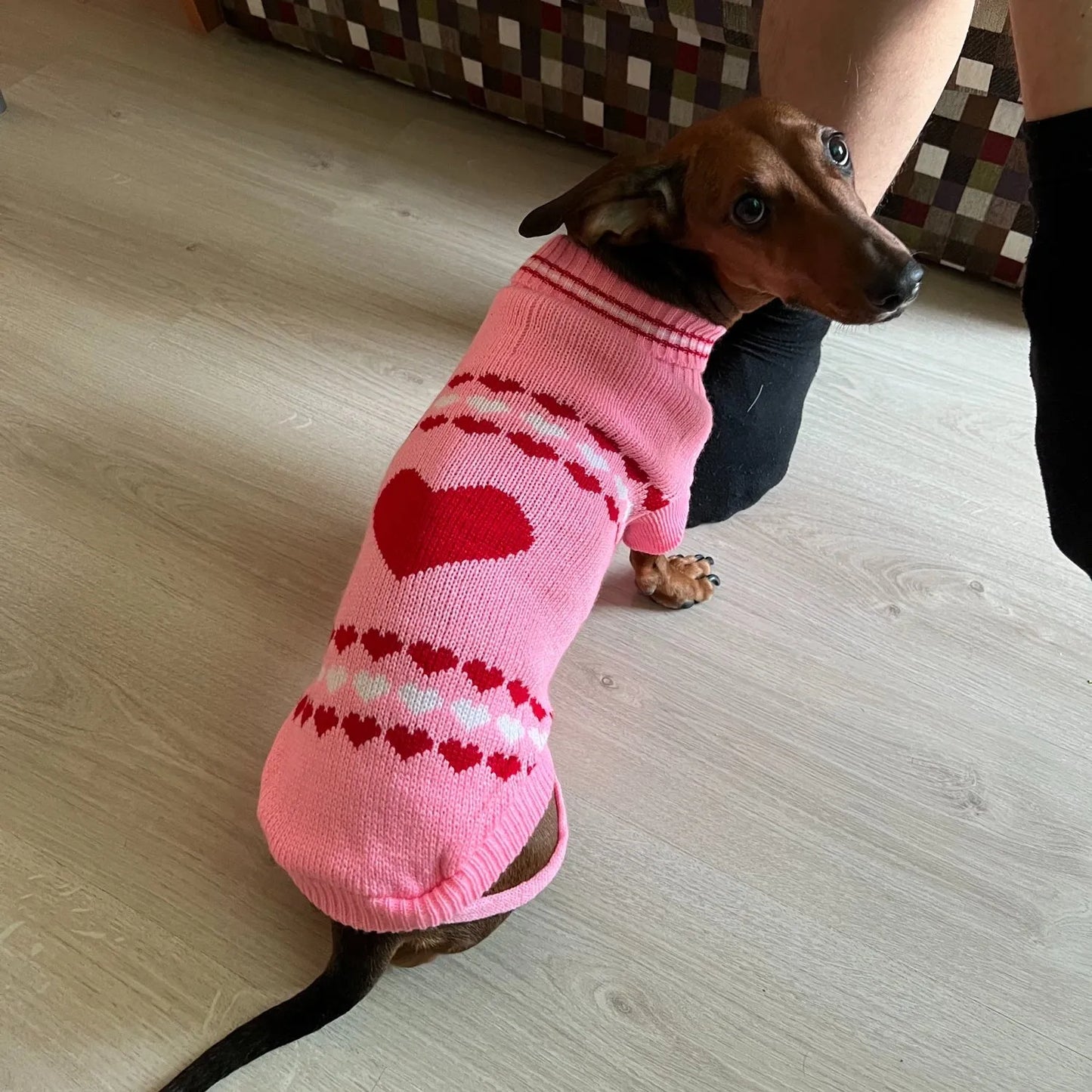Pink Sweater for Wiener Dogs The Doxie World