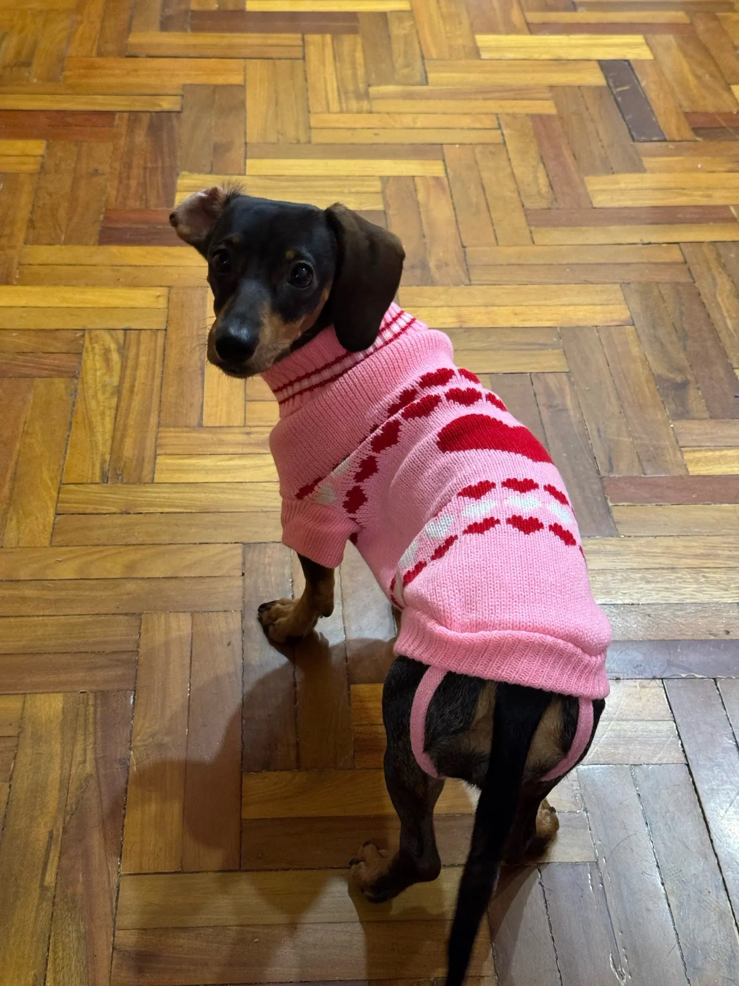 Pretty in Pink: Dachshund Sweater with a Bold Red Heart – The
