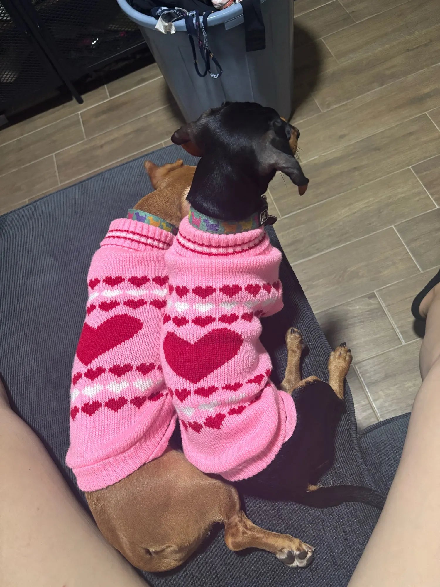 Pink Sweater for Wiener Dogs The Doxie World