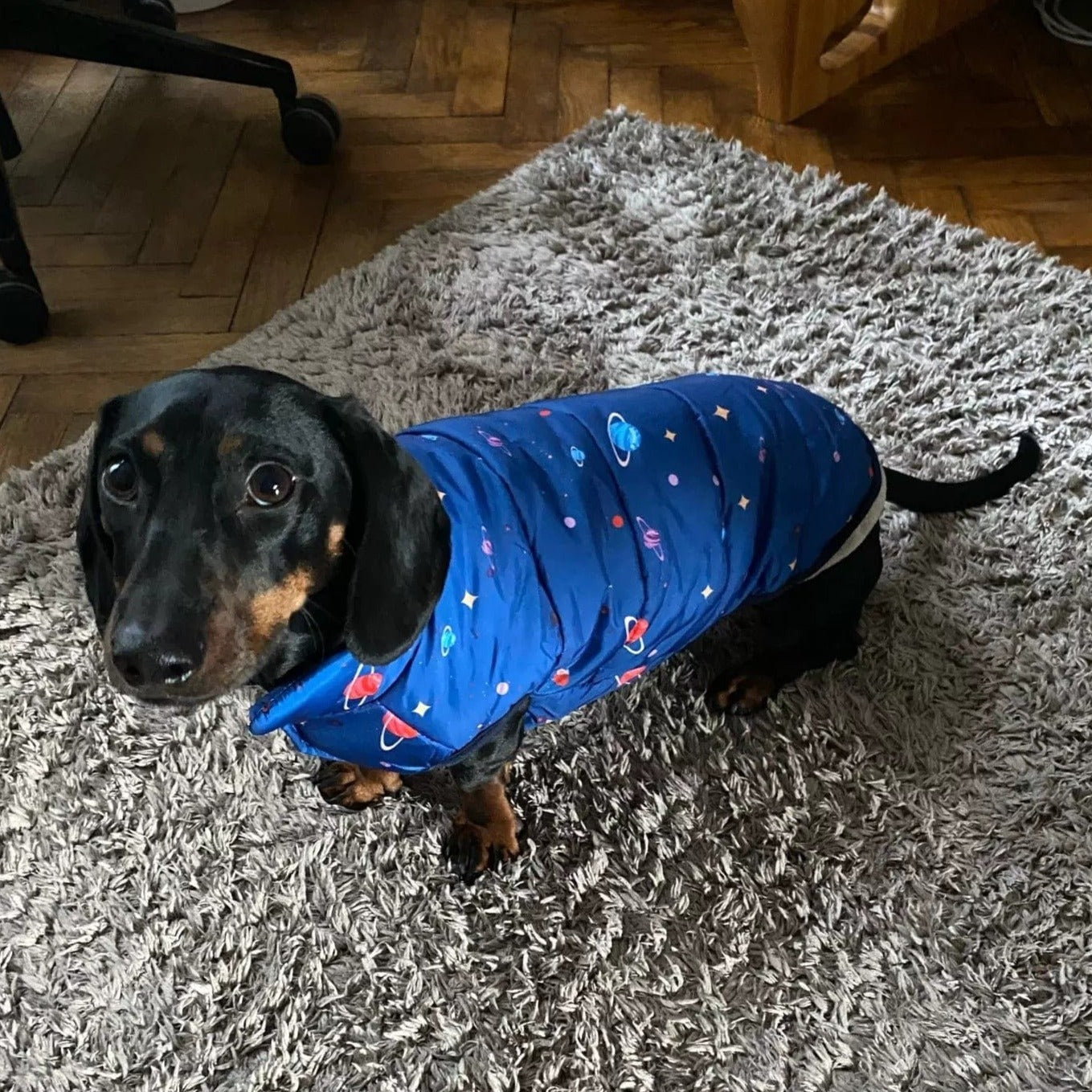 Dachshund 2024 print clothing