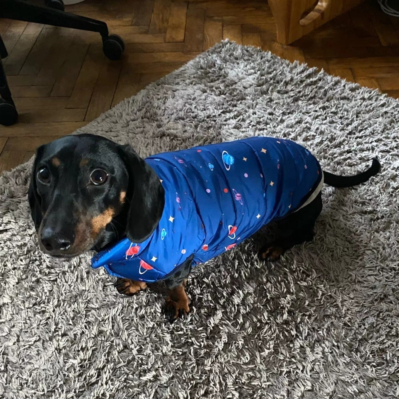 Planet Print Puffer Dachshund Jacket Light blue / L The Doxie World