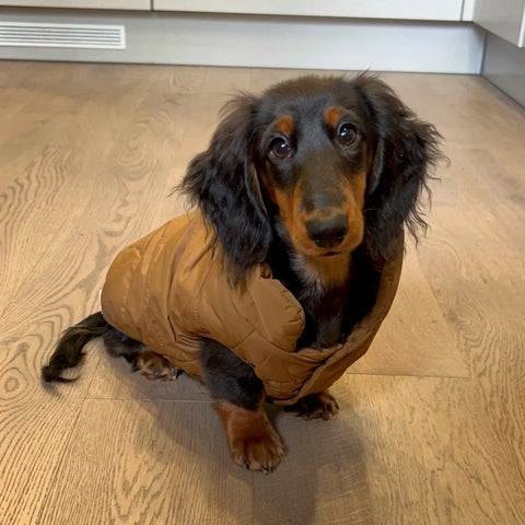 Puffer Dachshund Coat coffee / XS The Doxie World