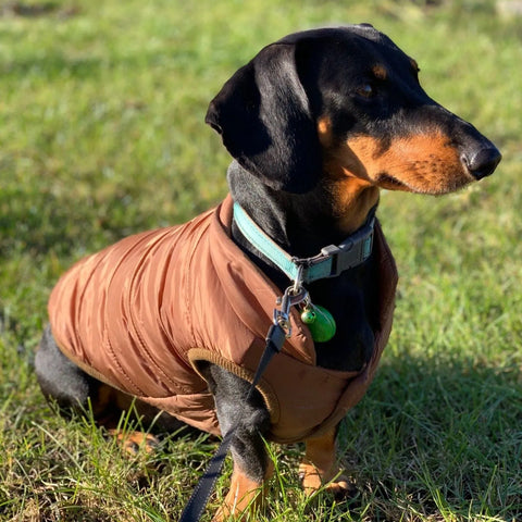 Puffer Dachshund Coat The Doxie World