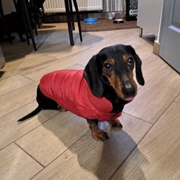 Dachshund equafleece sales