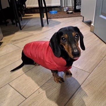 Puffer Dachshund Coat red / XS The Doxie World