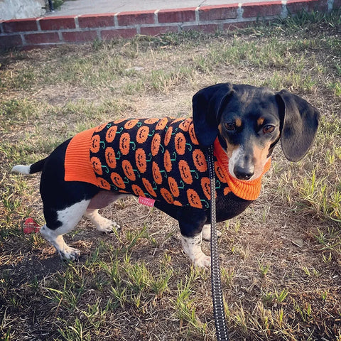 Pumpkins Wiener Dog Sweater The Doxie World