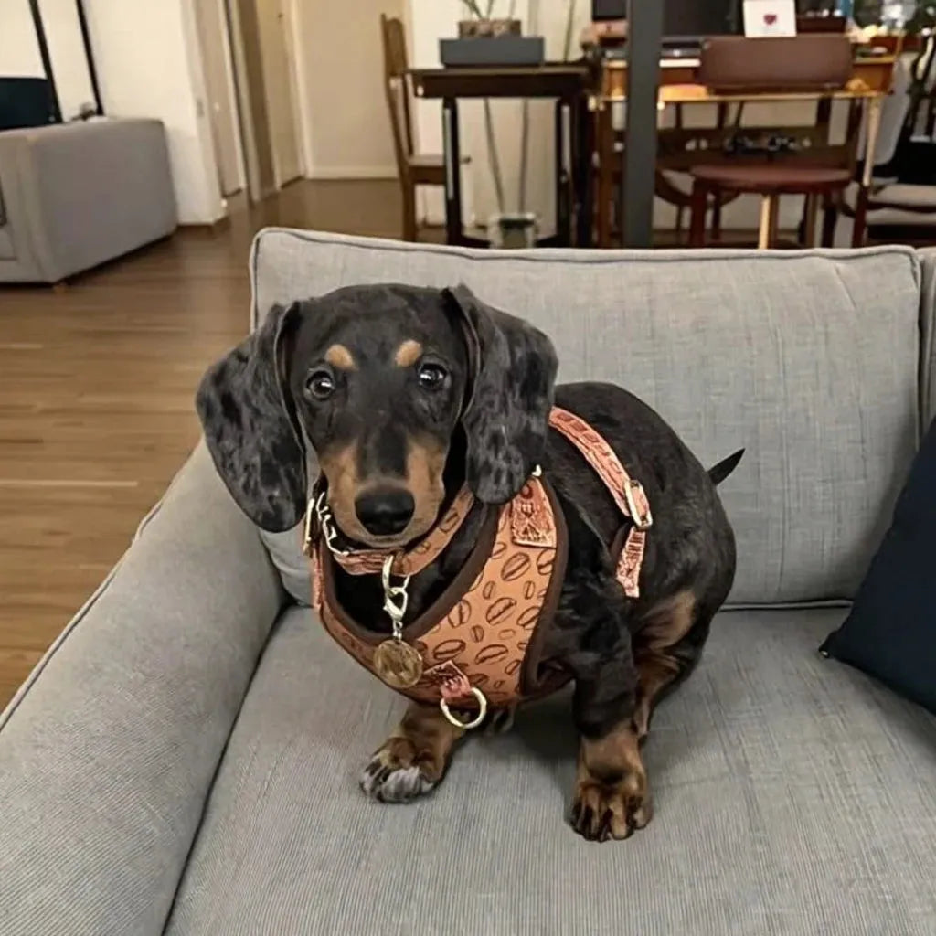 Purple Hearts Dachshund Harness & Leash The Doxie World