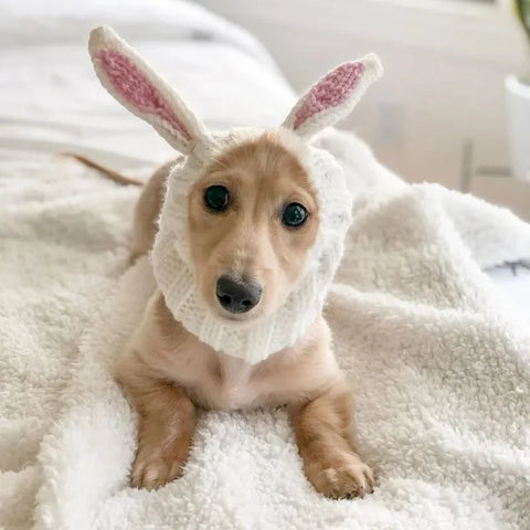 Rabbit Holiday Dachshund Hat The Doxie World