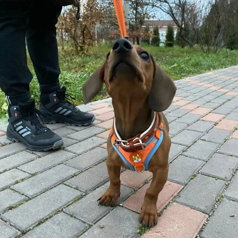 Reflective Dachshund Harness and Leash Set Orange / S 2-3 kg The Doxie World
