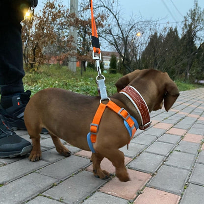 Reflective Dachshund Harness and Leash Set The Doxie World