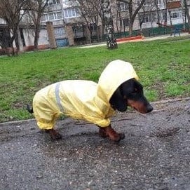 Reflective Dachshund Raincoat The Doxie World