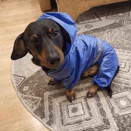 Reflective Dachshund Raincoat Blue / XXL The Doxie World