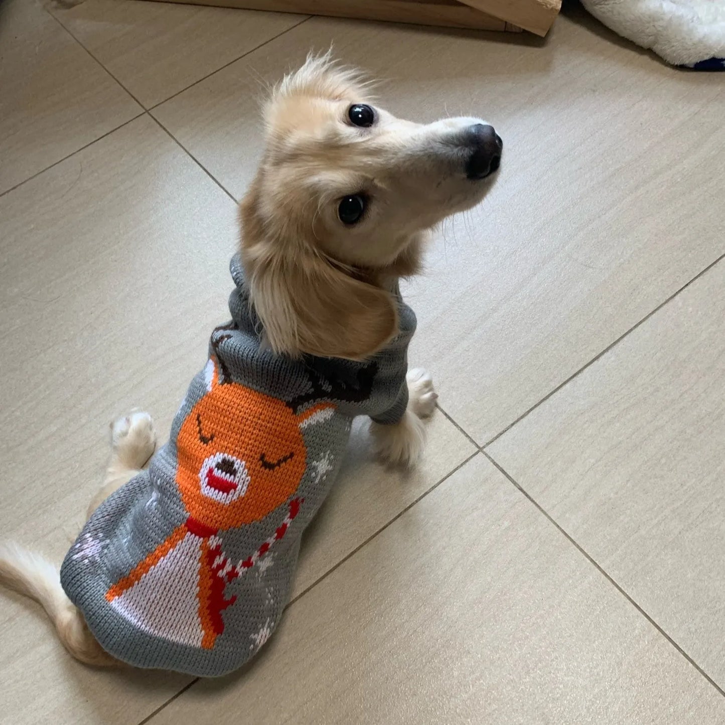 Reindeer Sweater for Sausage Dog The Doxie World