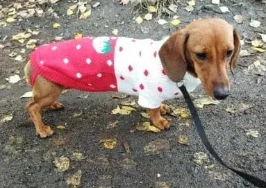 Reindeer Sweater for Sausage Dog Red Strawberry / 6 The Doxie World