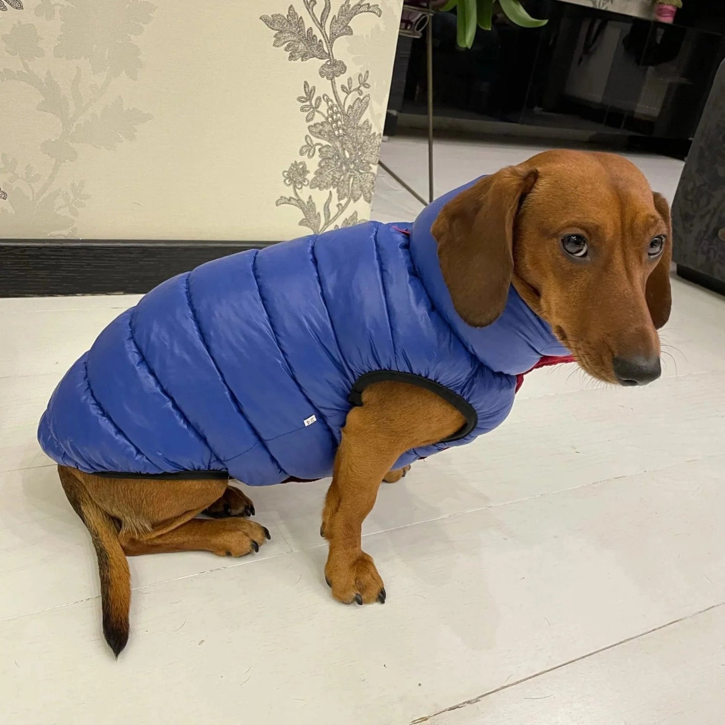 Reversible Dachshund Jacket Red / L The Doxie World