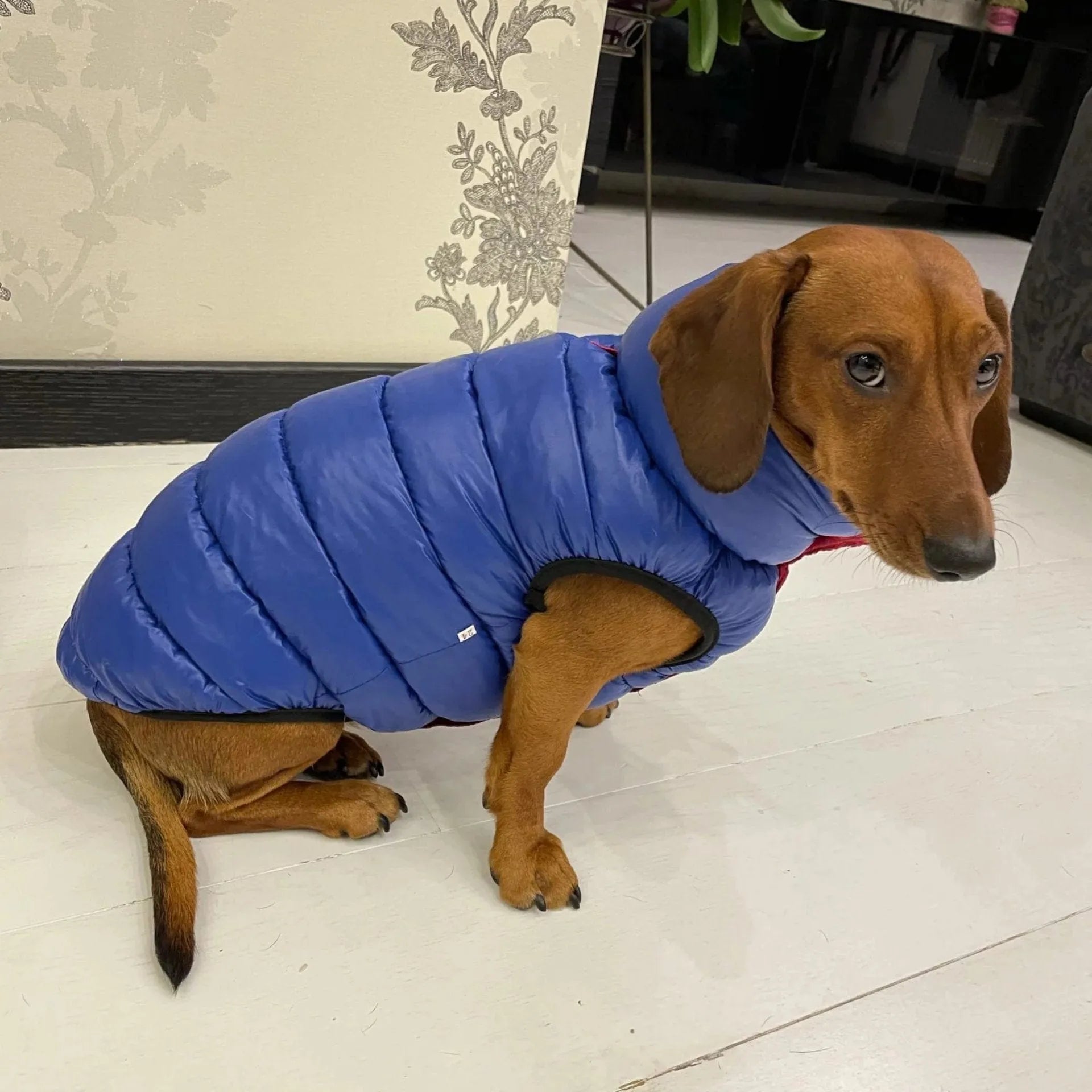 Reversible Dachshund Jacket Red / L The Doxie World