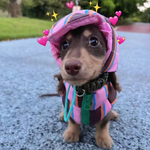 Reversible Wiener Dog Jacket The Doxie World