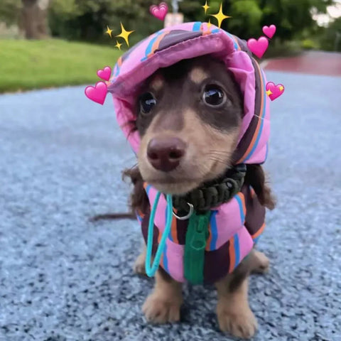 Reversible Wiener Dog Jacket The Doxie World