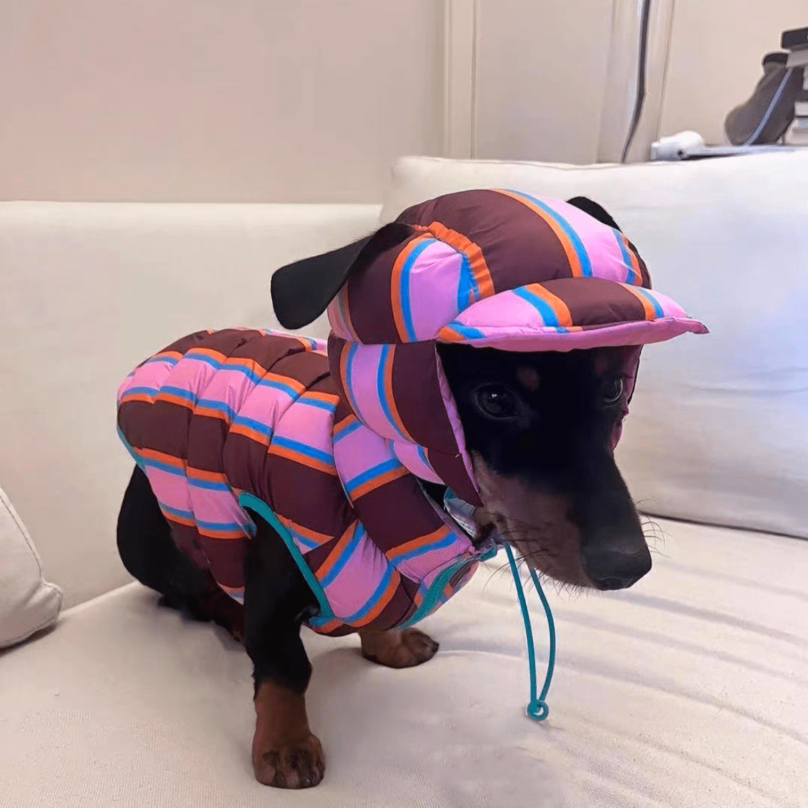 Reversible Wiener Dog Jacket The Doxie World