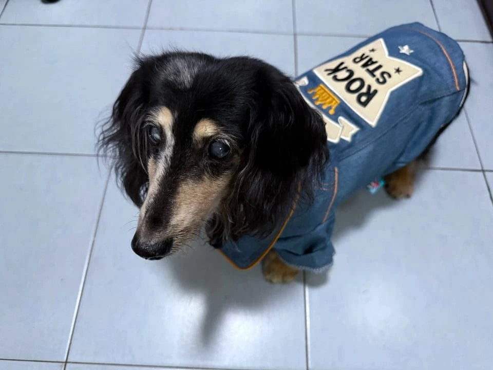 Rock star Denim Dachshund Jacket The Doxie World