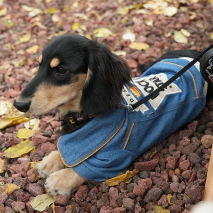 Rock star Denim Dachshund Jacket The Doxie World