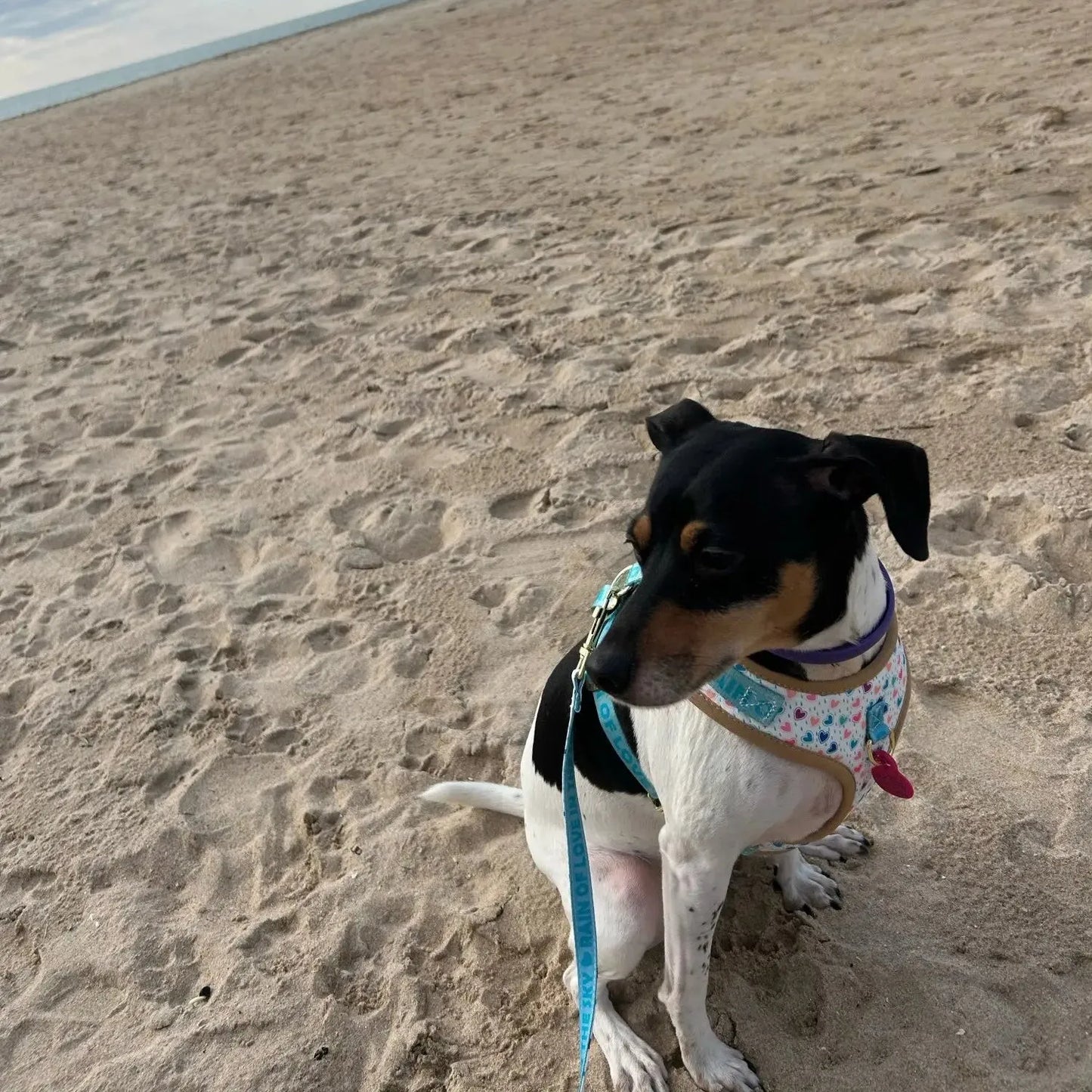 White Hearts Dachshund Harness Set