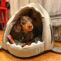 Panier Pour Chien/Chat Snuggle Burrow Avec Capuche Amovible - Doudou, Nid Chauffant Pour Pets < 50 Lbs - 3
