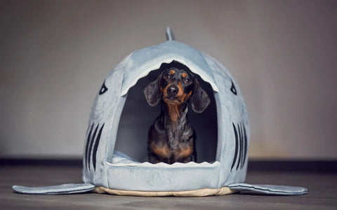 Shark Dachshund House The Doxie World