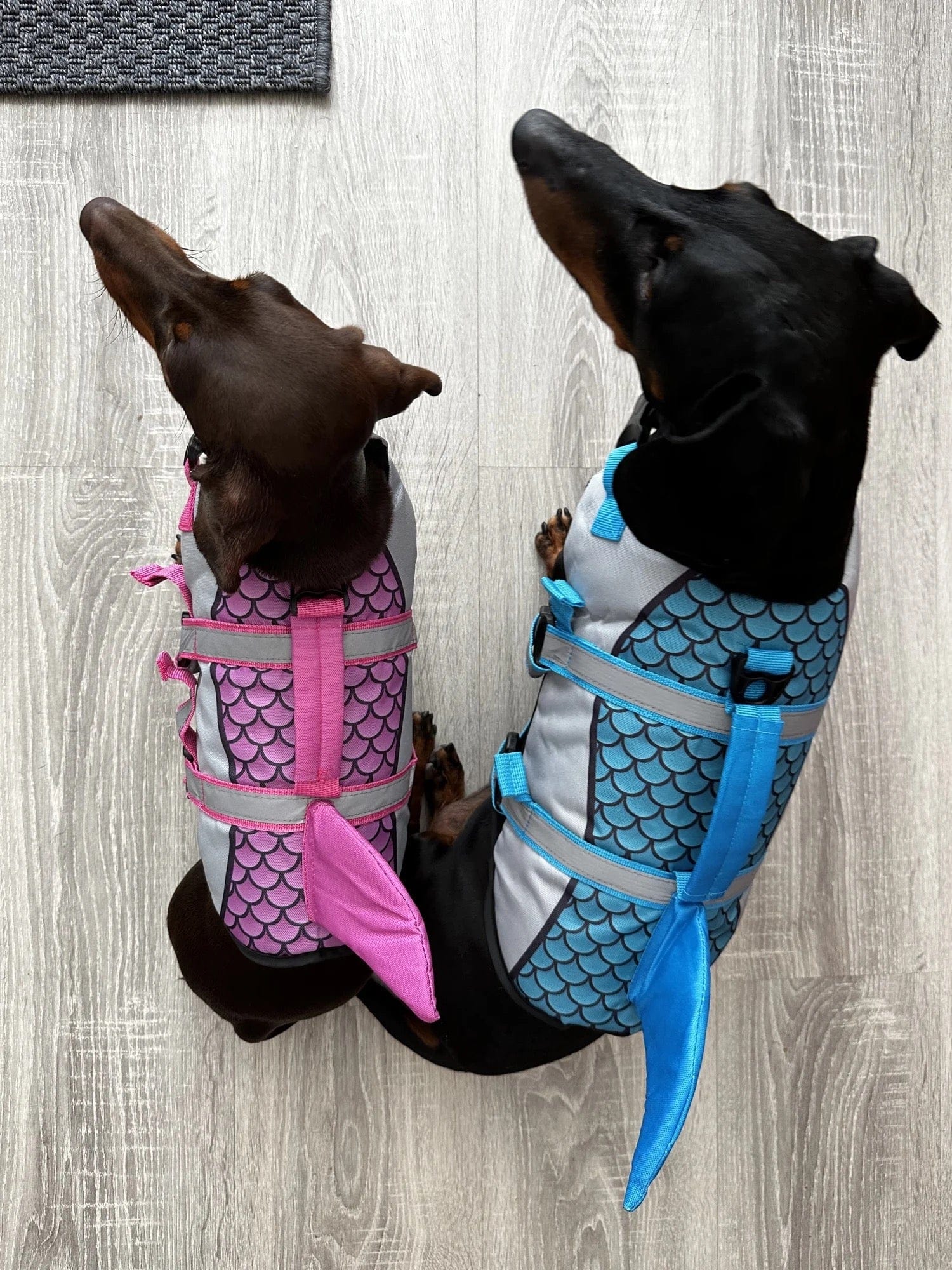 Dachshund best sale life vest